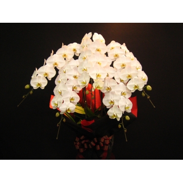 胡蝶蘭５本立 900027