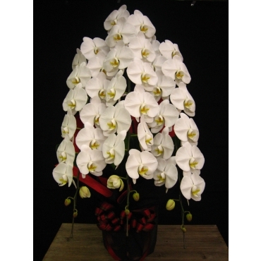 胡蝶蘭３本立ロング＜赤系ラッピング＞ 900028