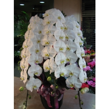 胡蝶蘭３本立ロング＜ピンク系ラッピング＞ 900029