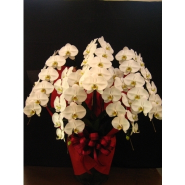 胡蝶蘭５本立 900030