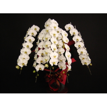 胡蝶蘭５本立 900031